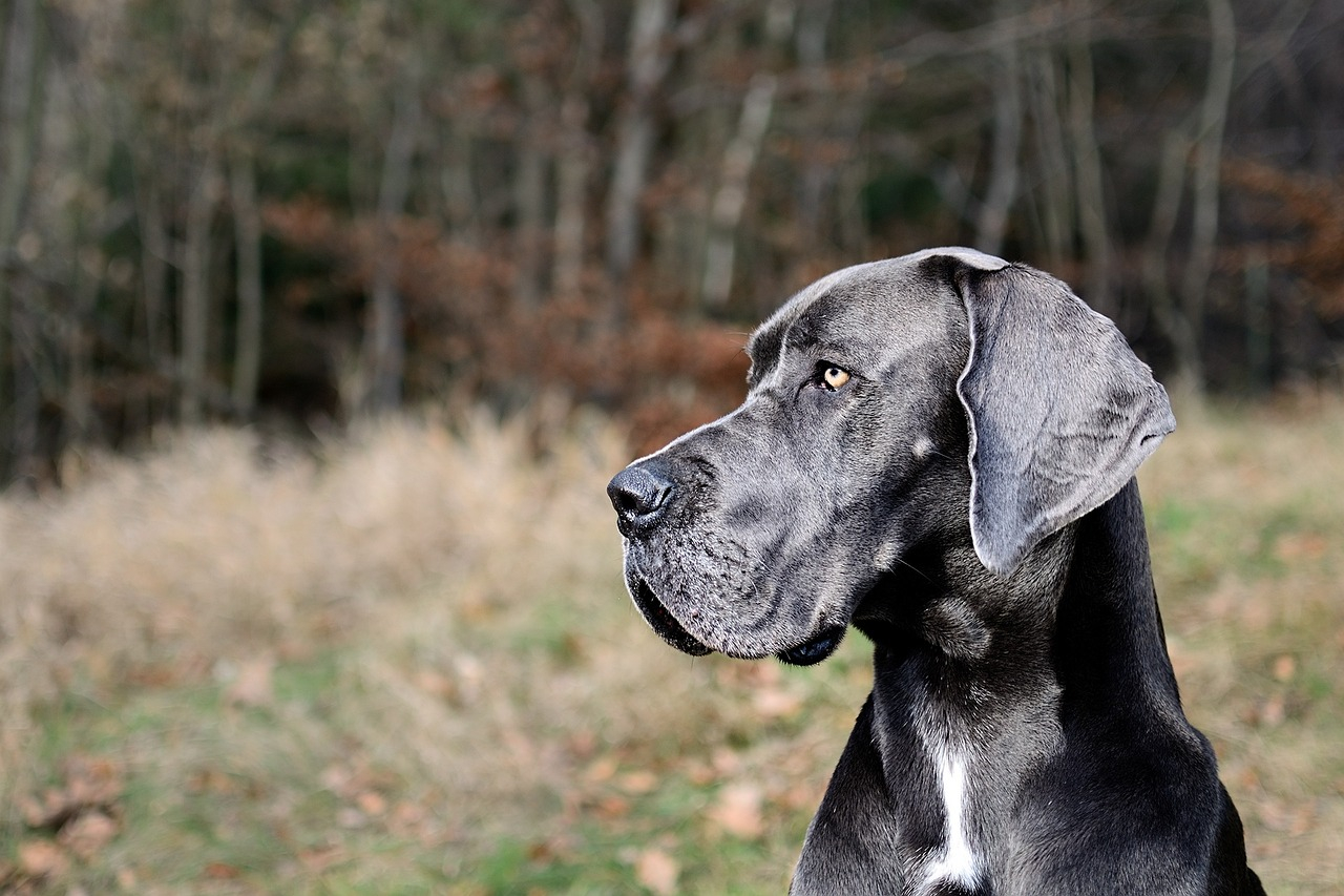 Hunde-Fettmarkt in Warendorf